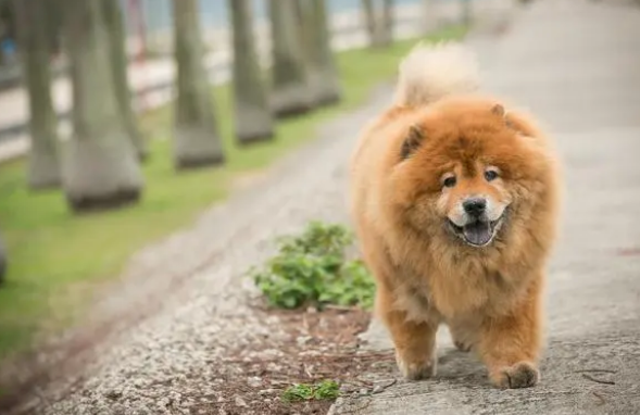 狗狗该驱虫的表现有哪些