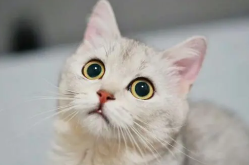 猫泌尿系统出现问题会有什么症状表现