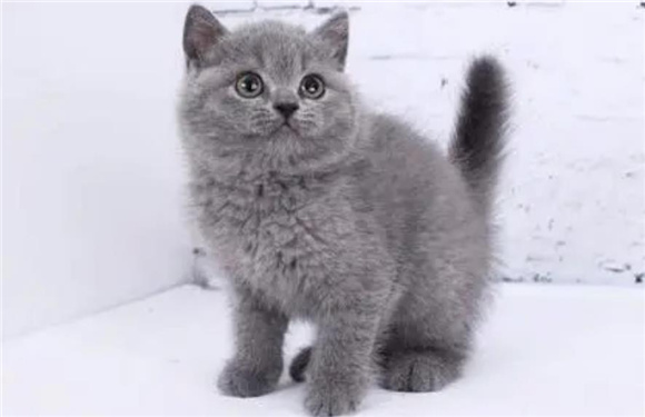 蓝猫为什么叫蓝猫 蓝猫为什么叫蓝猫