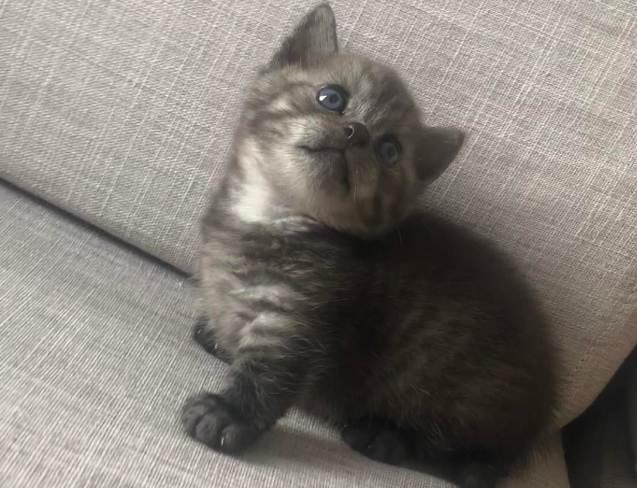 矮脚猫性格怎么样?这篇文章能给你答案~ 矮脚猫性格怎么样?这篇文章能给你答案~