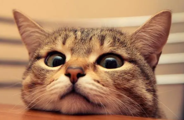 猫吐毛球和黄水是什么样子的 猫吐毛球和黄水是什么样子的
