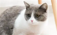 小猫黑下巴怎么回事