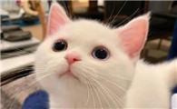 猫咪传腹症状是怎么引起的，有哪些预兆