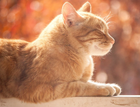 猫咪保肝药推荐 猫咪保肝药推荐