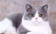 猫咪可以吃奶油吗