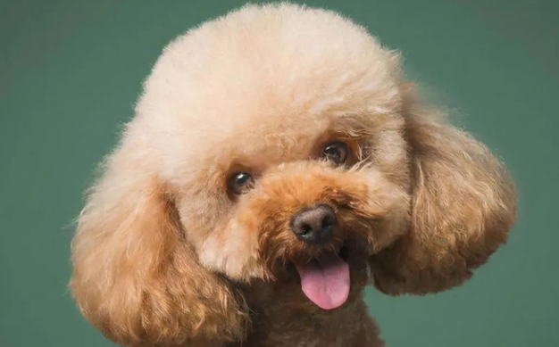 一篇文章带你了解一下泰迪犬的优缺点！