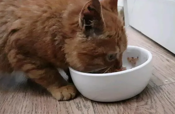 猫咪主食罐头多久吃一次
