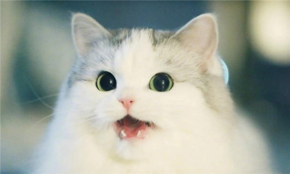 全价猫粮是什么意思 全价猫粮是什么意思