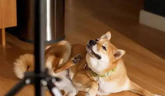 狗狗老咬自己身上