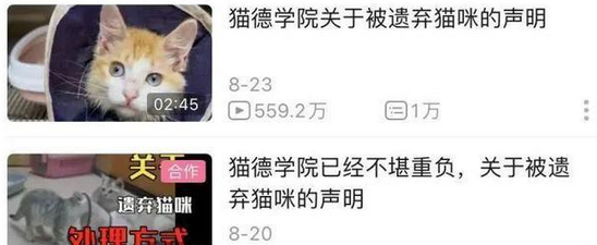 爱心网红靠流浪狗得百万打赏，猫德学院濒临破产，宠物经济真奇怪