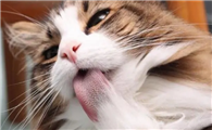 猫咪把食物吐出来了怎么回事