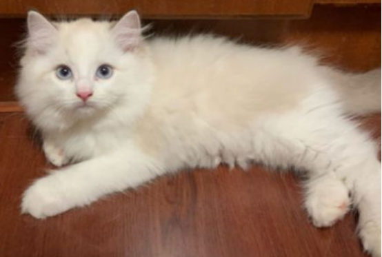 布偶猫价格的高低是由什么决定的呢?你知道吗? 布偶猫价格的高低是由什么决定的呢?你知道吗?