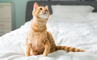 猫咪配种大概需要多少时间完成