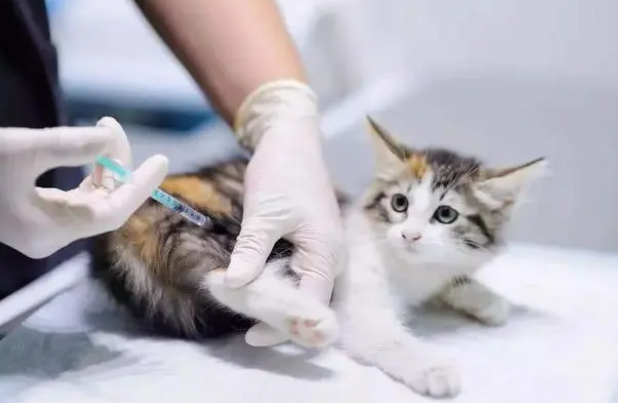一直在家的猫咪需要打疫苗吗