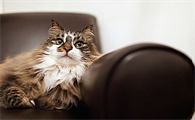 猫得了猫鼻支症状有哪些