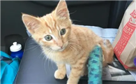 猫咪得了结石怎么办