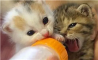 两个月小猫有泪痕是什么原因造成的