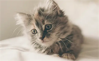 猫疝气的症状表现有哪些