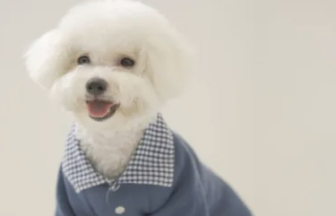比熊犬流眼泪是怎么回事