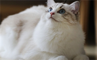 猫能几天不吃东西是什么原因