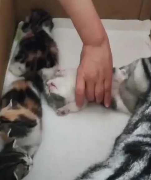 母猫生下5只小奶猫，喂奶时看到眼前一幕笑喷，猫：我儿子困了！