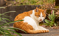 小猫睁眼需要多少天