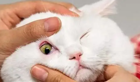 猫眼睛肿了流眼泪可以用盐水洗吗 猫眼睛肿了流眼泪可以用盐水洗吗