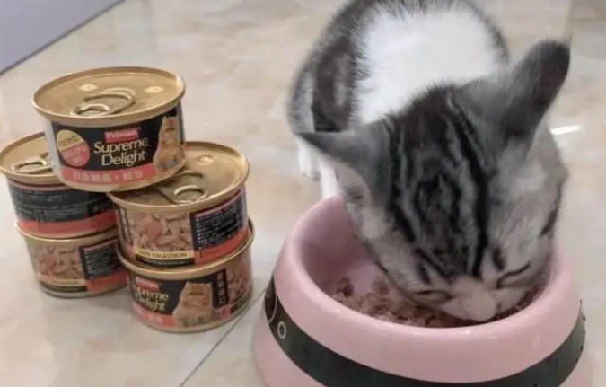 富力鲜猫罐头属于什么档次 富力鲜猫罐头属于什么档次