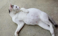 猫怀孕会孕吐吗有什么反应