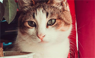 猫的肋骨鼓起来了是什么原因造成的
