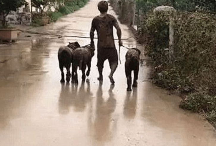 雨天偶遇一人三狗，没敢靠近绕着走，忍不住回头一看没憋住