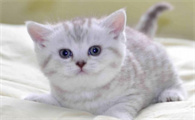 猫体内的寄生虫有哪些症状