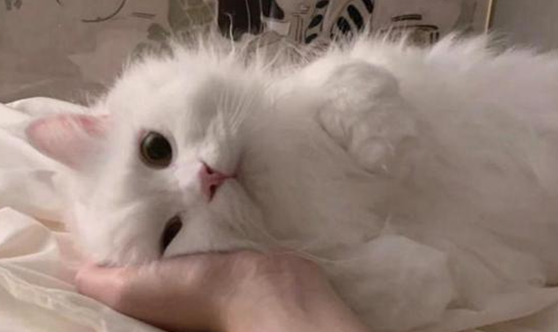 猫咪咳嗽一抽一抽的怎么回事啊 猫咪咳嗽一抽一抽的怎么回事啊