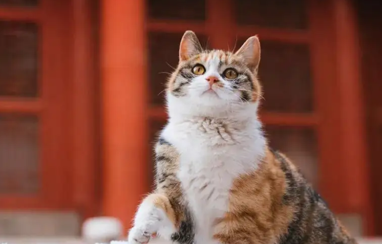 小猫可以喝牛奶吗