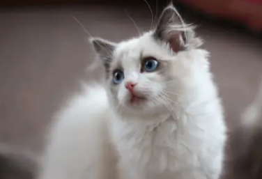 猫奶水不足的表现有哪些 猫奶水不足的表现有哪些