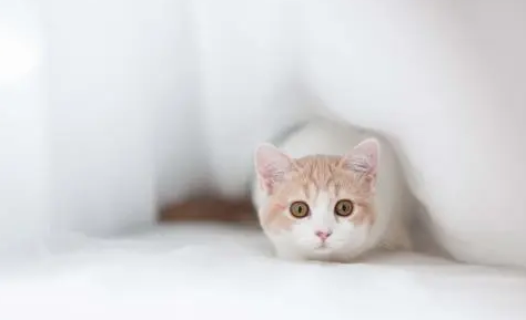 猫咪会来大姨妈吗