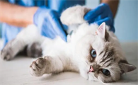 猫咪拉脱水了怎么办吃什么药
