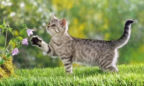 猫拉出黄水是什么情况