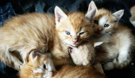 猫一般生几只小猫