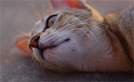 猫咪耳朵后面秃了一块是怎么回事