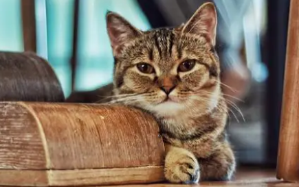 猫咪可以上高铁吗