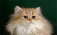 猫脊柱摔伤多久能恢复