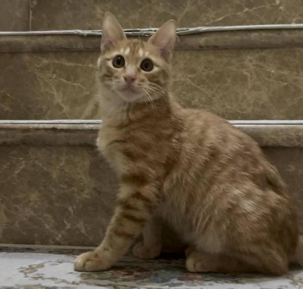 花4千余元救治被弃猫咪 救猫女子:宠物医院承诺费用打折,如今难兑现 花4千余元救治被弃猫咪 救猫女子:宠物医院承诺费用打折,如今难兑现