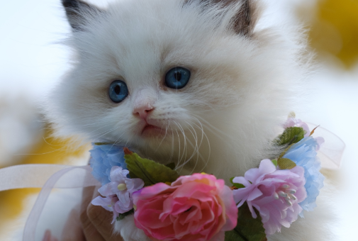猫咪喘气呼噜呼噜的是怎么回事
