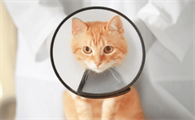猫咪外伤感染化脓用什么药最好