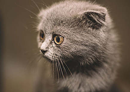 猫吃了皮筋自己能拉出来吗