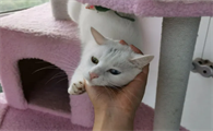 猫爬架有必要买吗