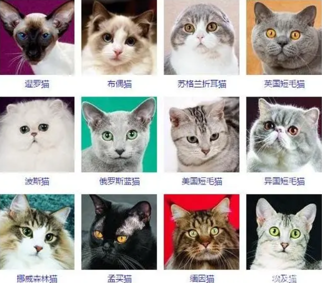 猫的种类有哪些