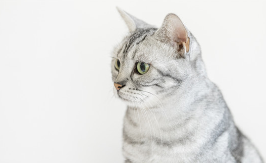 养英短猫不好的地方你知道吗？