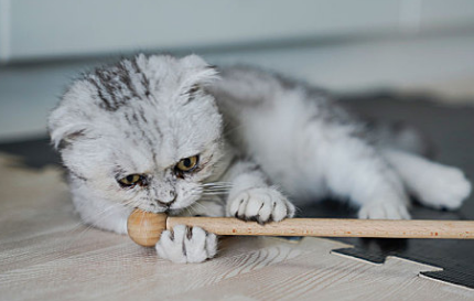猫哮喘会不会传染